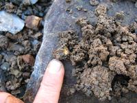 Самородок, только поймали, еще тепленький :)