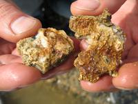 Золото-кварцевый агрегат. Вот так рождается золото. 