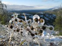 Северный хрусть, начало сентября. 