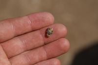 Самородок найден на полигоне металлоискателем GPX 4500.