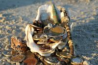 Первые находки с металлоискательм CTX 3030