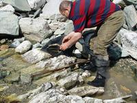 Руками из образовавшейся после работы ломом трещины золотоносная порода кидается на лоток дальше в ведро и уносится на проходнушку