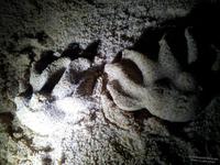 следы невиданных зверей