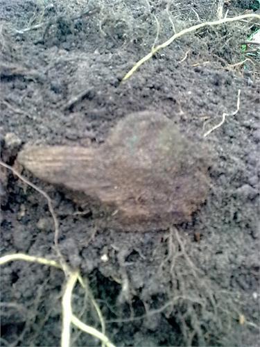 280лет в земле.