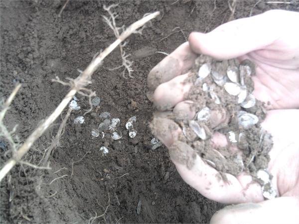 чешуя , поднял с другом на Весеннем слете