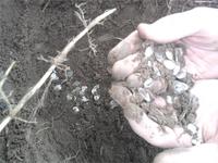 чешуя , поднял с другом на Весеннем слете