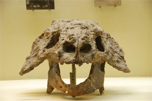 окаменелый череп динозавра