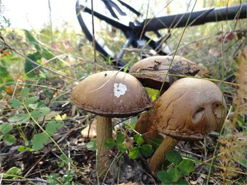 подберёзовички ещё не отошли
