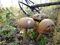 подберёзовички ещё не отошли
