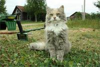 киса