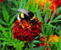 вот такая вот труженница...:)))