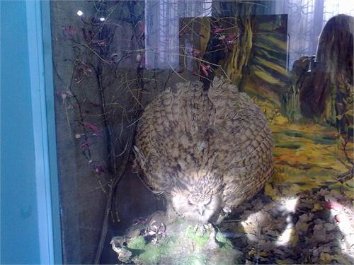 сова
