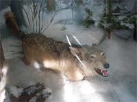 волк