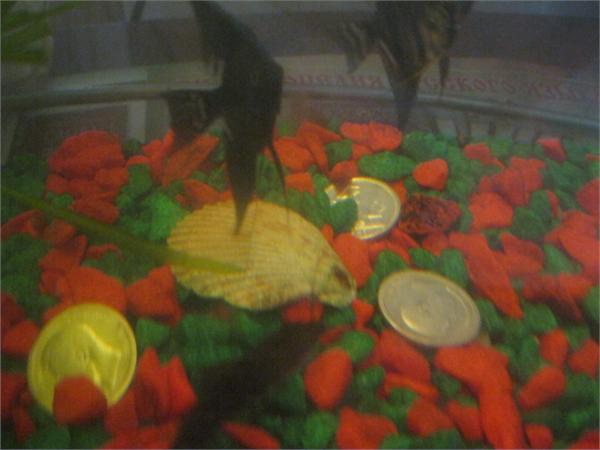 Где нашёл туда и бросил,в сохране будут,там сомики.