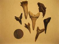 Что то стало попадатся и палеонталогия на пляжах.