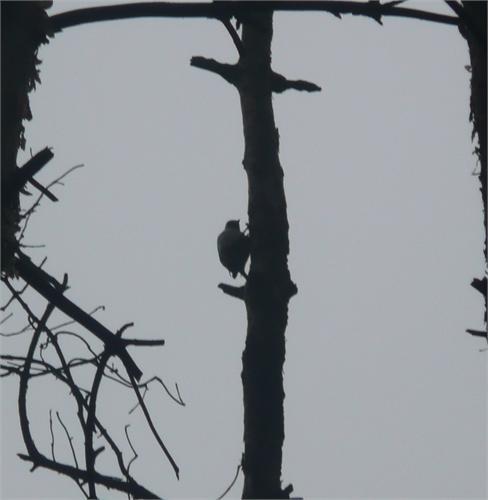 дятла подловил)