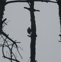 дятла подловил)