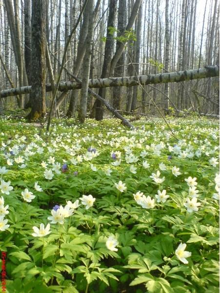 мясноборский котёл;весна.
