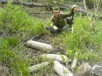 бобры деревину на пеньки порубили