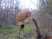 мясноборский котёл,в.новгород далина смерти.