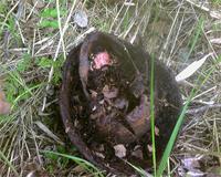 немецкие останки.красное в челюсти-протез зубов.