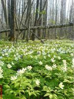 мясноборский котёл;весна.