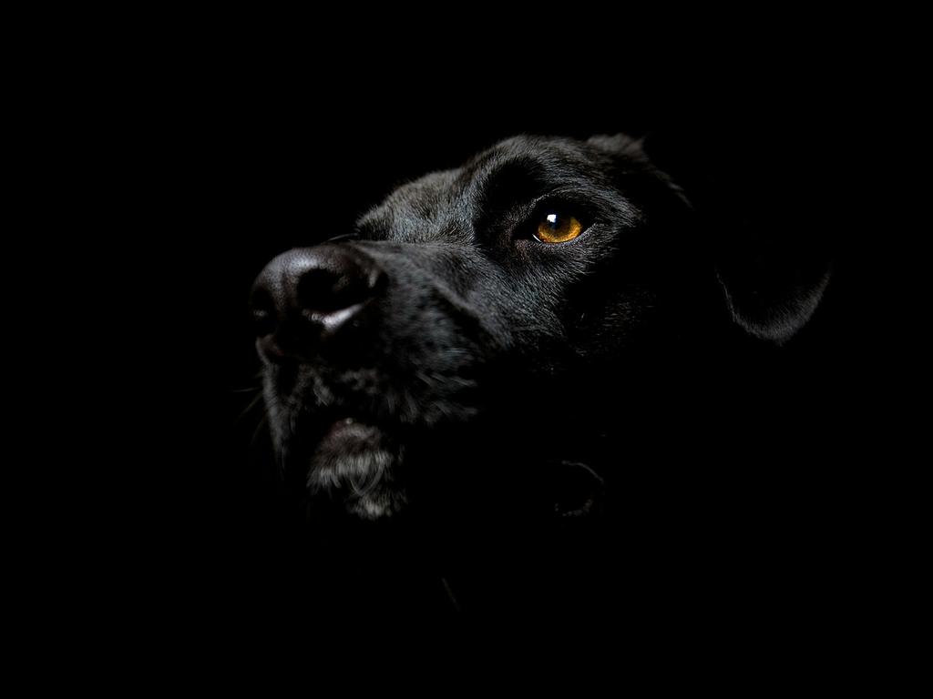 black-dog-1600