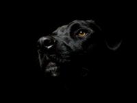 black-dog-1600