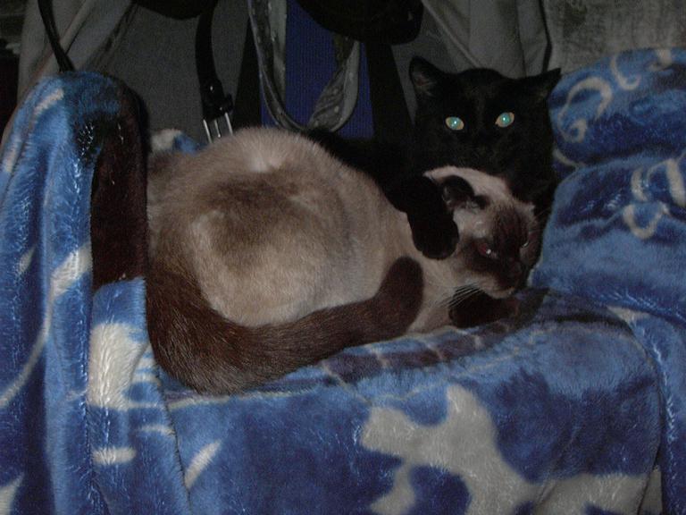 Всякавсячина 047