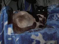 Всякавсячина 047