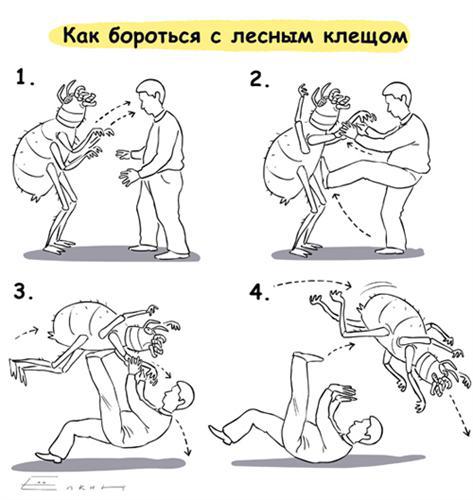 Способ борьбы с клещом, жаль что только с лесным.