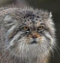 манул 2 вариант