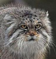 манул 2 вариант