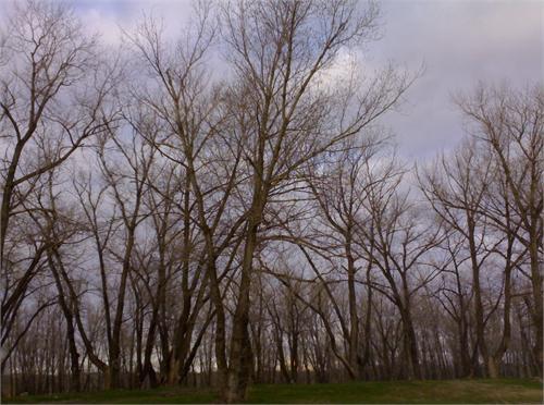 В низине у Ахтубы