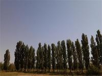 Тополя вдоль канала