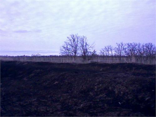 Палят камышь и бурьян, а горят лесополосы и скирды!