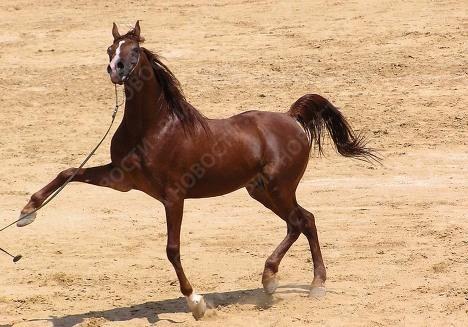 Какие же они красивые!!!