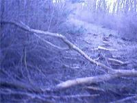 В лесу нашел, ктото типа дорожки выложил.