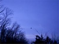 Крупная птица таких еще не видел, позно сфоткал. Хищник но не беркут.