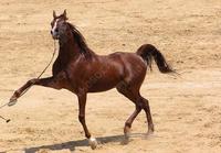 Какие же они красивые!!!