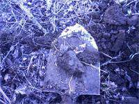 монетка со львом 1904 года