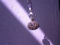 Пуговилитчка.)