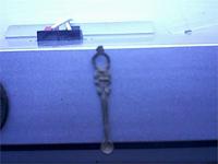 капаушина доисторическая одна штука!)))