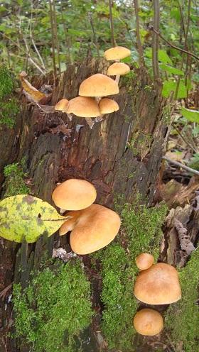 Красивая находка