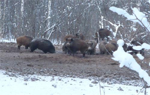 Кабаны на подкормочной площадке.