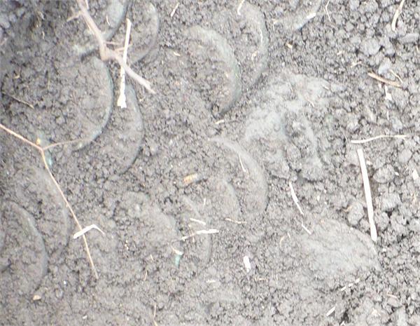 Пятаки в земле! Находка 30.04.11 года.