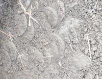 Пятаки в земле! Находка 30.04.11 года.