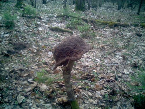 ТУХЛАЯ ШАПКА