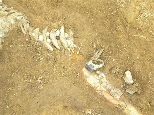 Фаланга пальца в кольце неплохо сохранилась. Баяновский могильник, Добрянский р-он Пермского края, 2007 год.