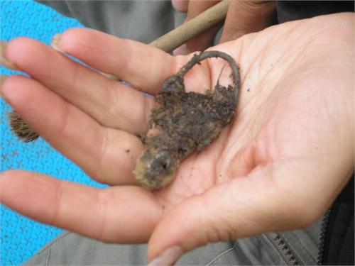 Височное украшение. Баяновский могильник, Добрянский р-он Пермского края, 2007 год. 